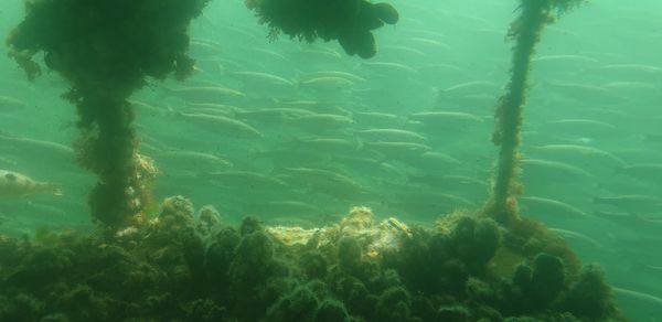 View of fish swimming in sea