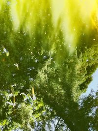 Low angle view of wet tree