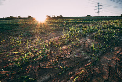 Scenic view of agricultural field against sky during sunset