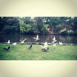Birds on grassy field