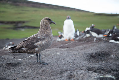 Close-up of seagull perching on land