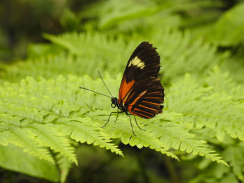 Butterfly on leaf