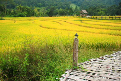 Scenic view of agricultural field