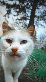 Close-up portrait of a cat