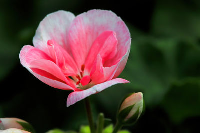 Close-up of pink rose flower