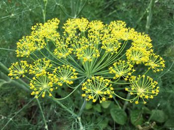 Close-up of yellow flowers