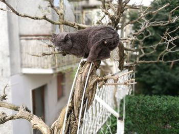 Monkey on a tree