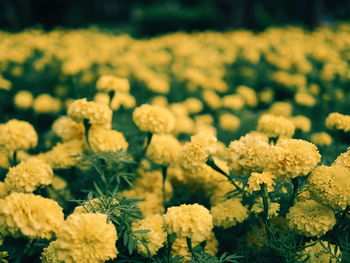 Close-up of flowers blooming outdoors