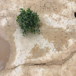 High angle view of plant against wall