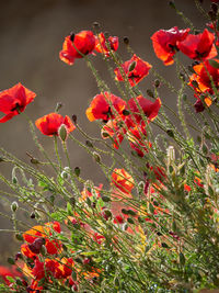 Close-up of red flowering plants