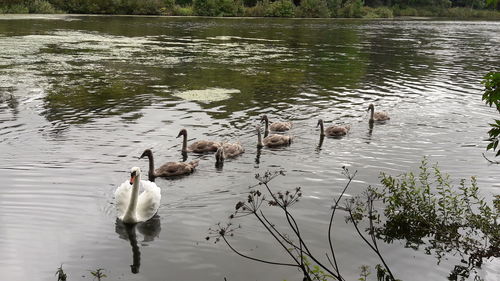 Swans swimming in lake