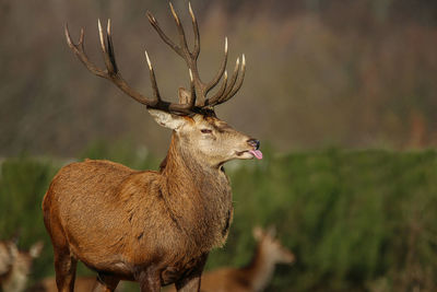 Deer standing in field