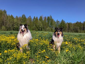 View of dog on field against clear sky