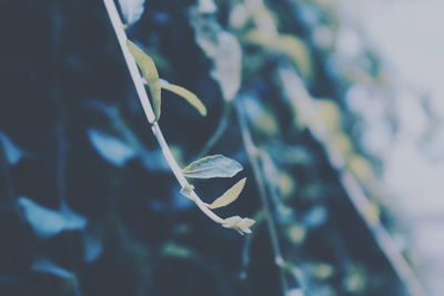 Close-up of leaves