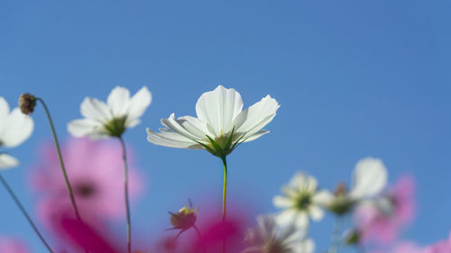 Close-up of white flowering plant against blue sky