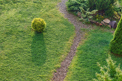 High angle view of plants growing on field