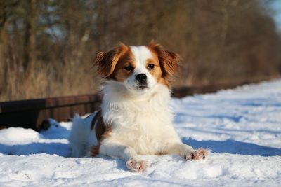 Dog looking away on snow covered land