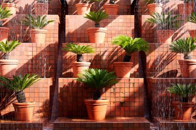 Low angle view of potted plants on wet steps