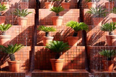 Potted plants in backyard