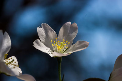 Close-up of yellow flowering plant
