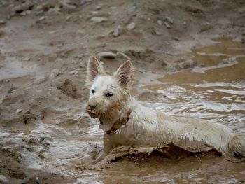 View of an animal in water