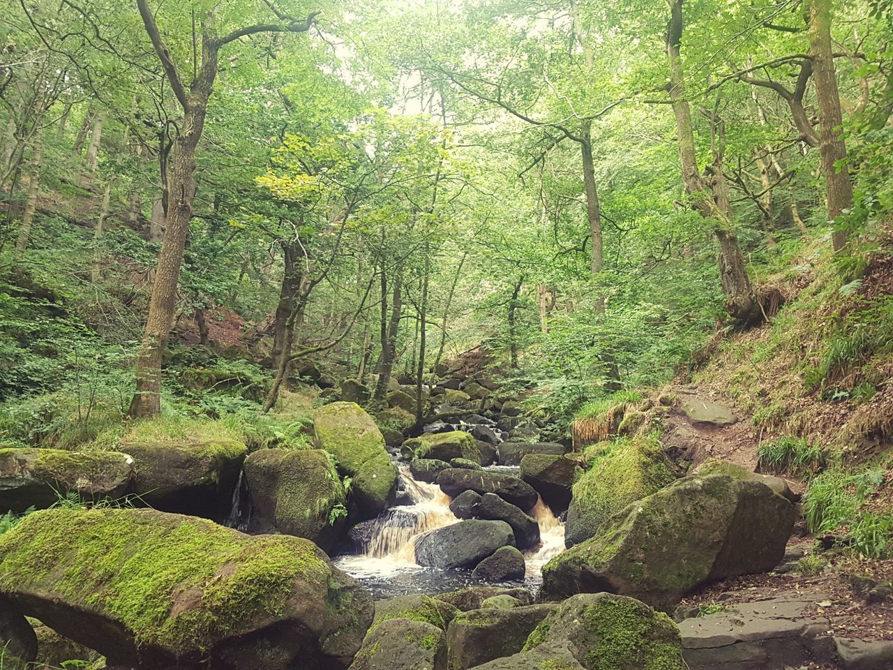 PLANTS GROWING IN STREAM