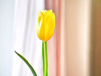 Close-up of yellow flower