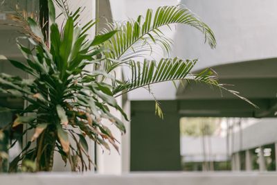 Close-up of plant with palm tree