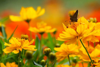 Close-up of insect on yellow flower