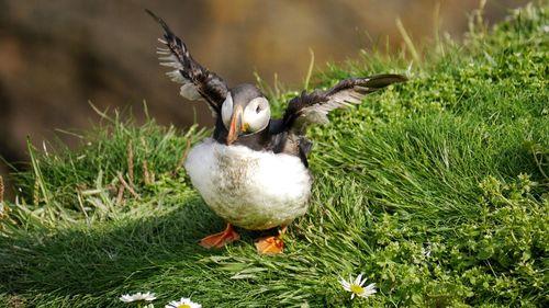 Puffin with spread wings  at cliffs