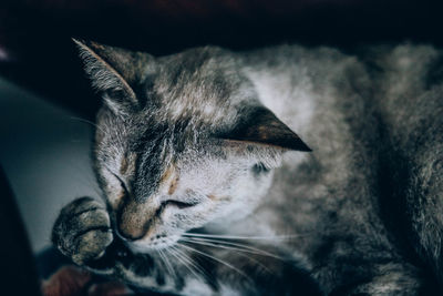 Close-up of a cat looking away