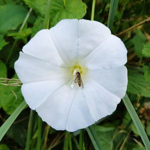 High angle view of insect on white flower