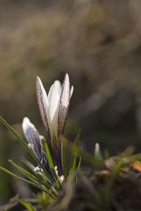 Close-up of purple crocus flower on field