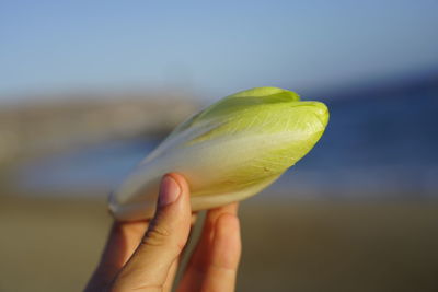 Close-up of hand holding leaf