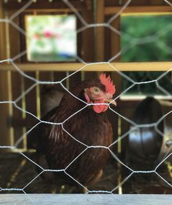 Close-up of rooster in cage