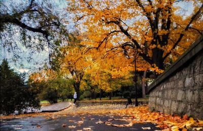 Trees in autumn