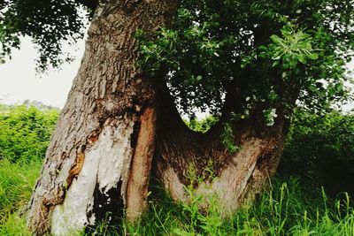 Close-up of tree trunk in forest