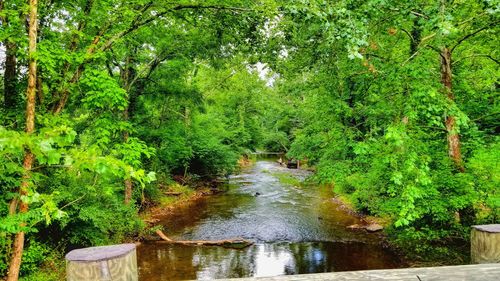 Scenic view of river amidst trees in forest