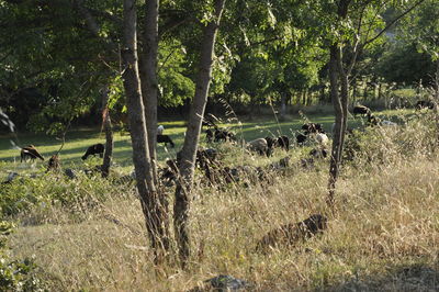 View of trees in forest