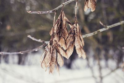 Close-up of dry leaves on tree during winter