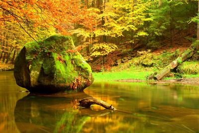 Colors of autumn mountain river. colorful banks with leaves, leaves trees bended above river.