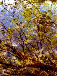 Low angle view of trees