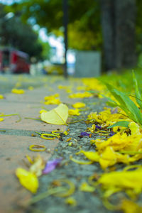 Close-up of yellow flowering plant leaves