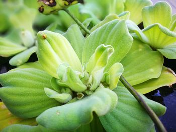 Close-up of green plant