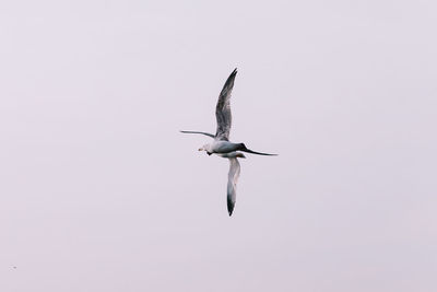 Low angle view of seagull flying