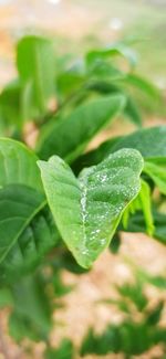 Close-up of fresh green leaves