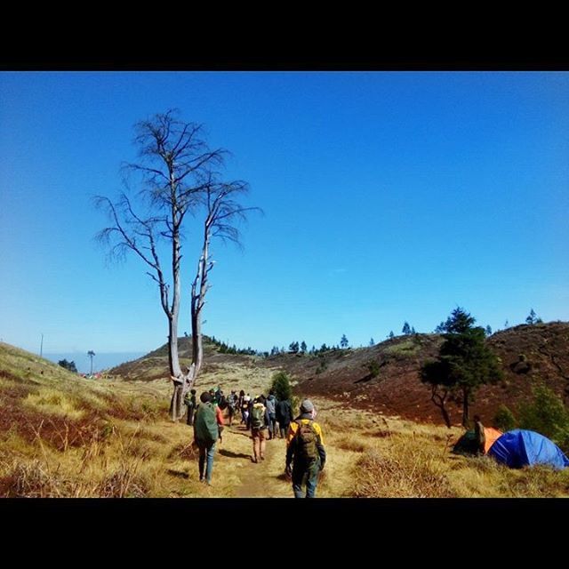 clear sky, blue, copy space, transfer print, tree, landscape, men, auto post production filter, leisure activity, lifestyles, nature, tranquility, sunlight, field, tranquil scene, person, bare tree, beauty in nature, day