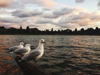 Swans on lake against sky at sunset