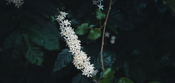 Close-up of flowering plant