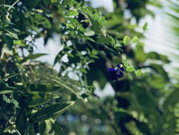 Insect on purple flowering plant